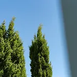 Casa Coelho אלבופיירה
