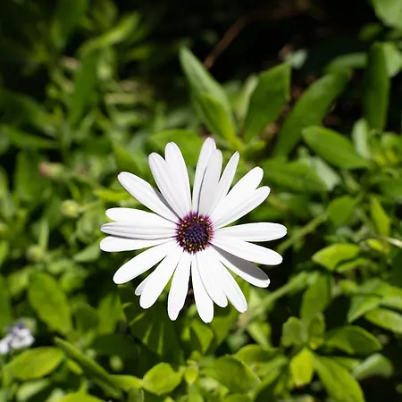 Βίλα Casa Coelho Αλμπουφέιρα