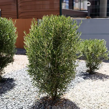 Βίλα Casa Coelho