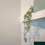فيلة Casa Coelho البوفيرا
