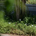 فيلة Casa Coelho *